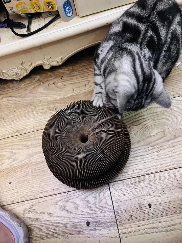 Magic cat toy